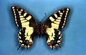 Machaon Empallié 